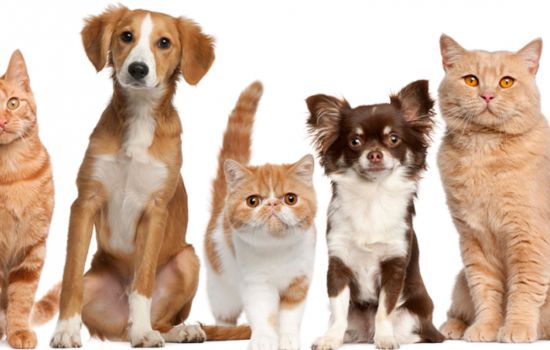 Transforma a tu mascota en un alumno ejemplar